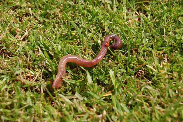 lawn worm