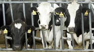 Michigan Identifies Second Case of H5N1 Bird Flu Transmission from Cows to Humans