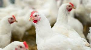 A bird flu outbreak affects an Iowa layer farm, causing concern as the USDA reports an increase in mammal cases