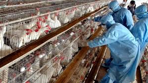 Mexico has a First Human Death from A(H5N2) Bird Flu Is Confirmed by WHO